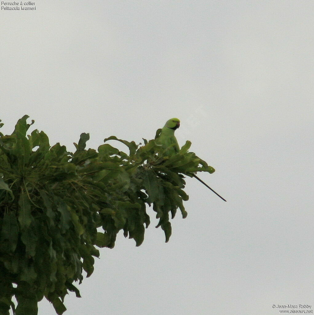 Rose-ringed Parakeet