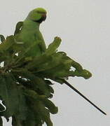 Rose-ringed Parakeet