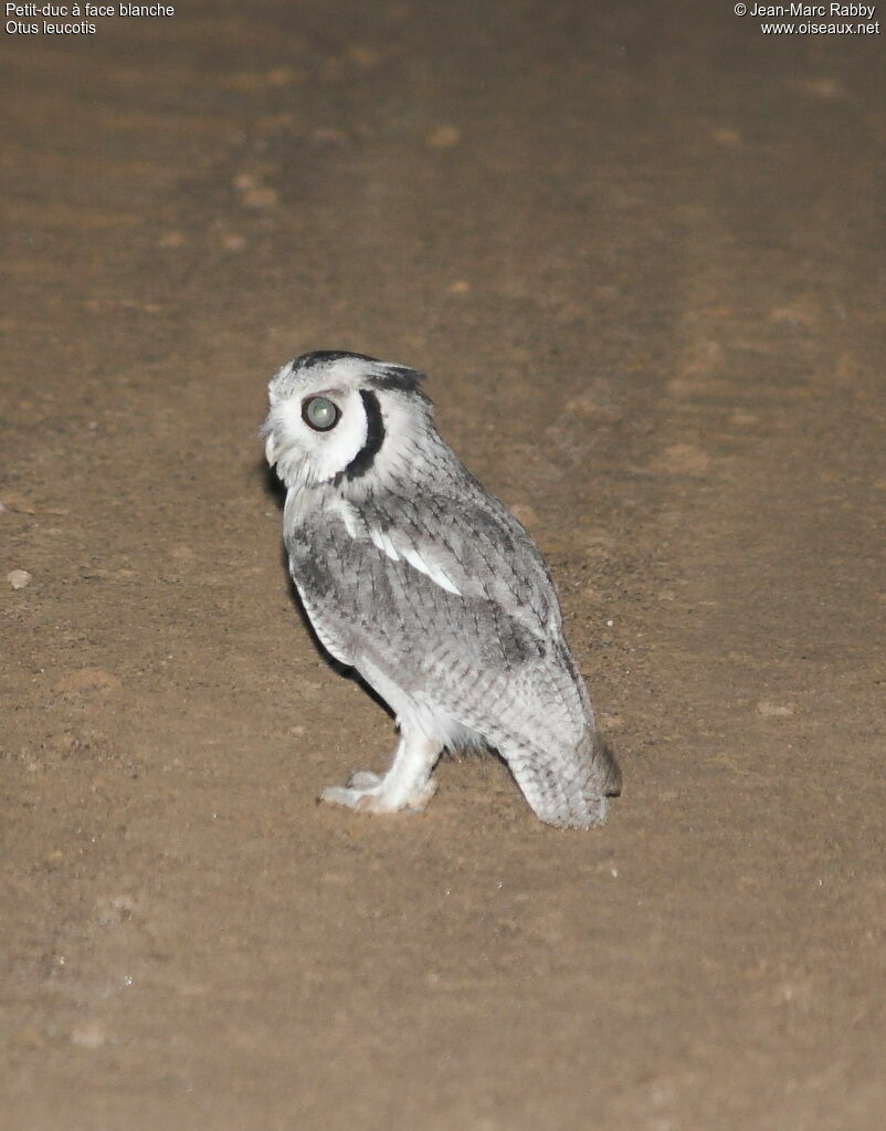 Northern White-faced Owl, identification