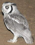 Northern White-faced Owl