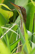 Least Bittern