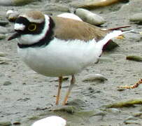 Little Ringed Plover