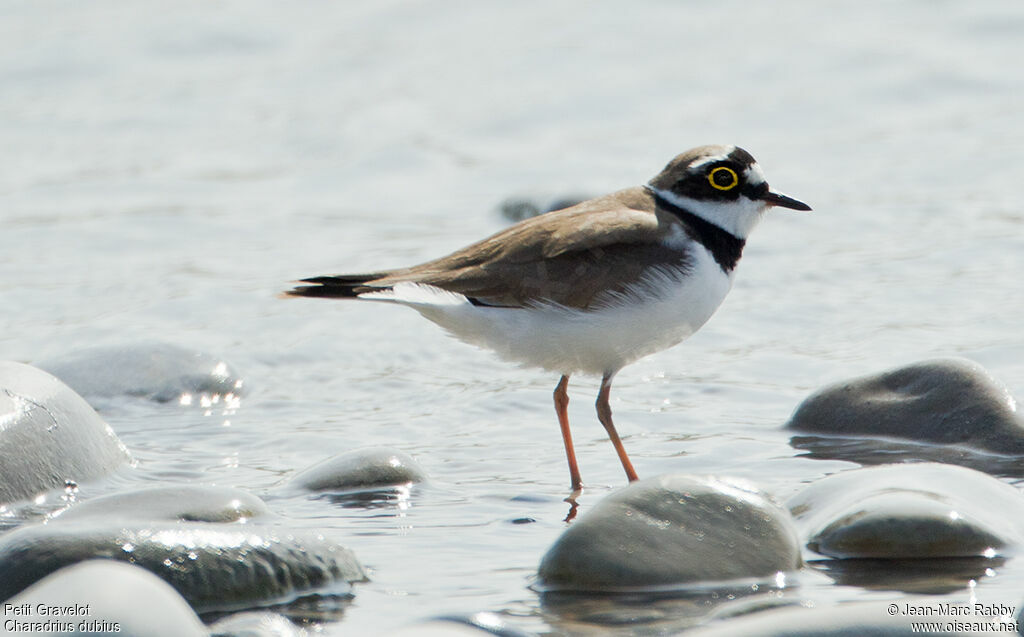 Little Ringed Plover, identification