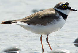 Little Ringed Plover