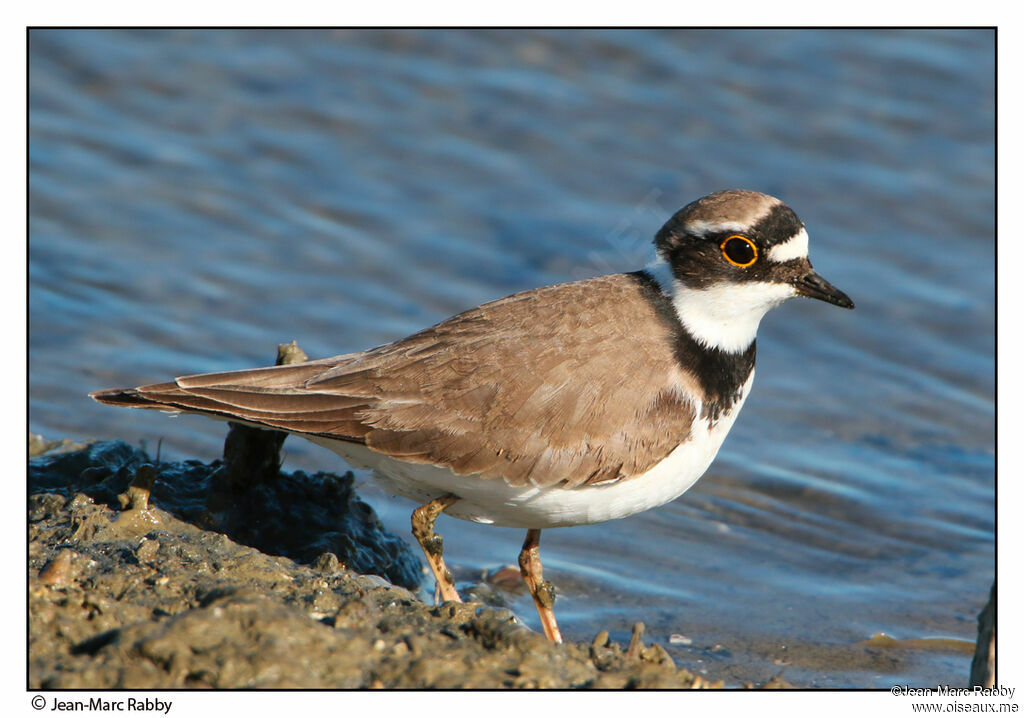 Little Ringed Plover, identification