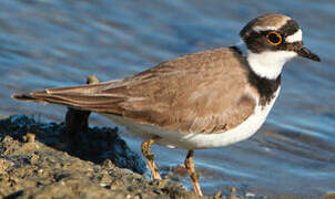 Little Ringed Plover