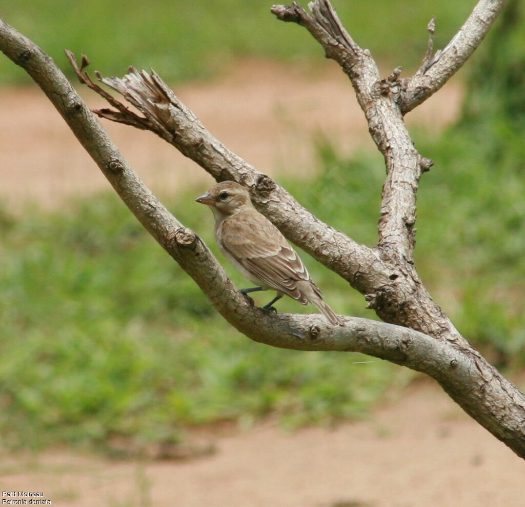 Petit Moineau