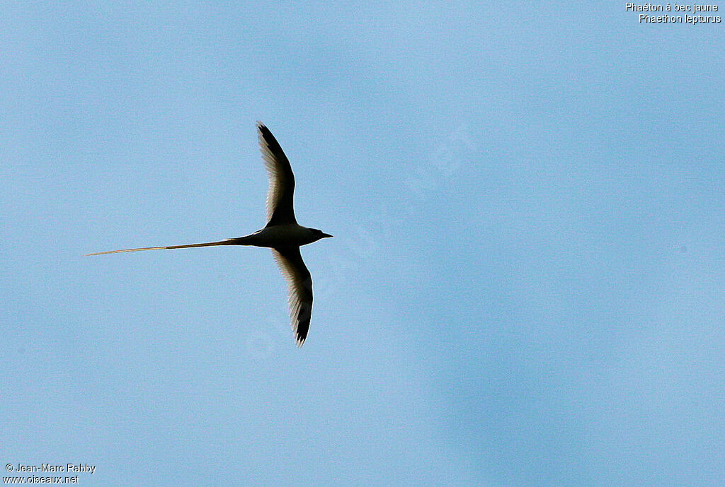 White-tailed Tropicbird