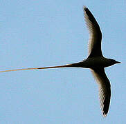 White-tailed Tropicbird