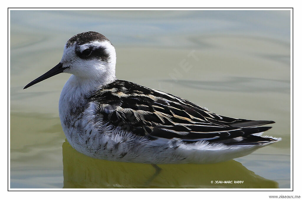 Phalarope à bec étroit1ère année, identification