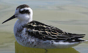 Red-necked Phalarope