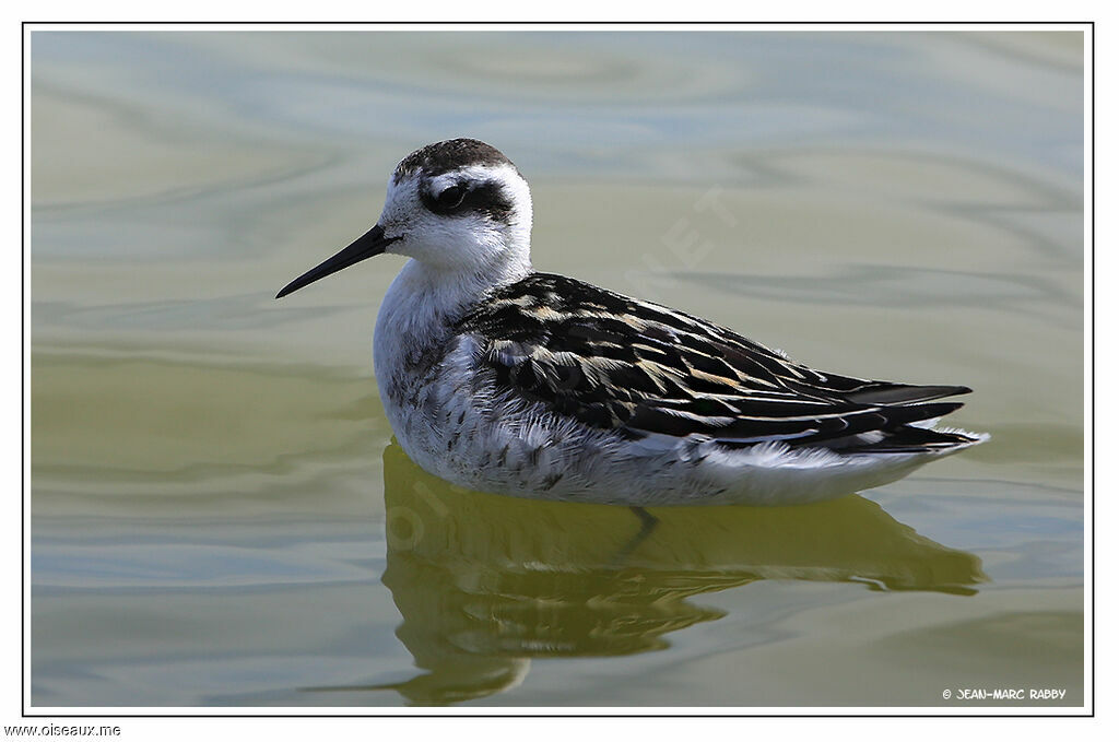 Phalarope à bec étroit mâle, identification