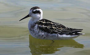 Red-necked Phalarope