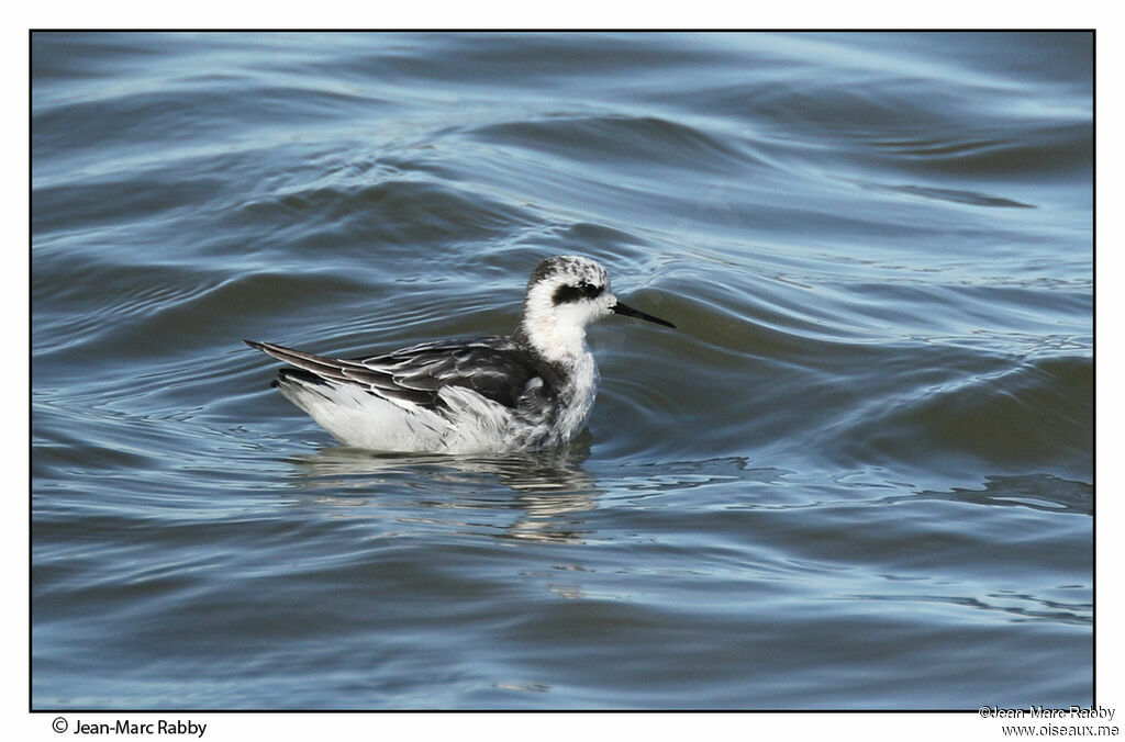 Red-necked Phalarope, identification