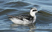 Phalarope à bec étroit