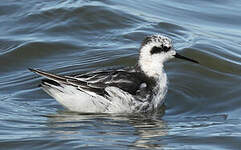 Phalarope à bec étroit