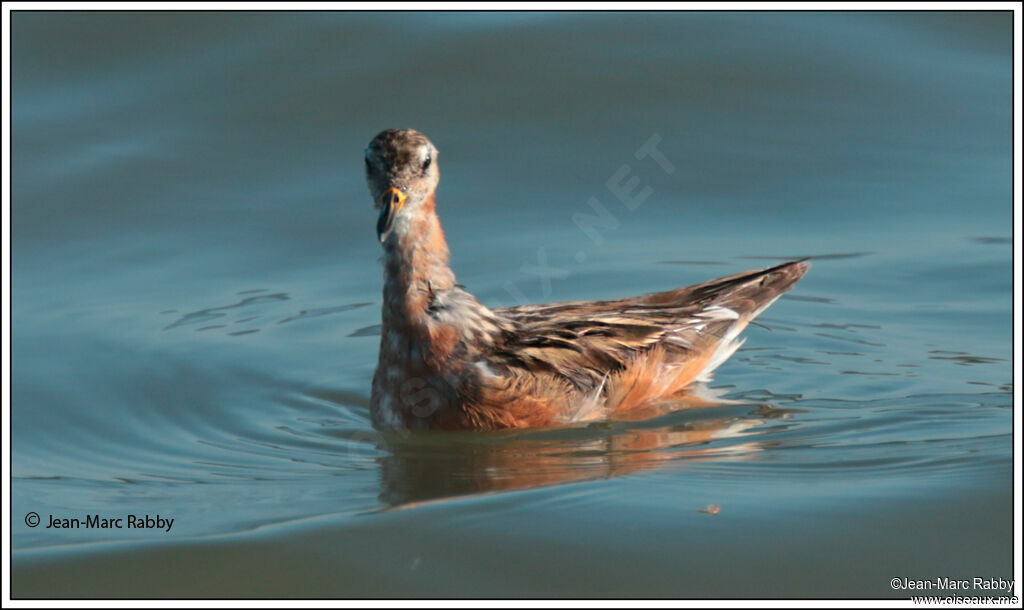 Phalarope à bec large