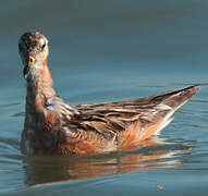 Red Phalarope