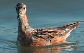 Phalarope à bec large