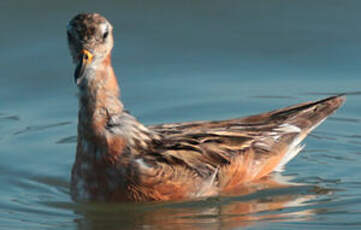 Phalarope à bec large