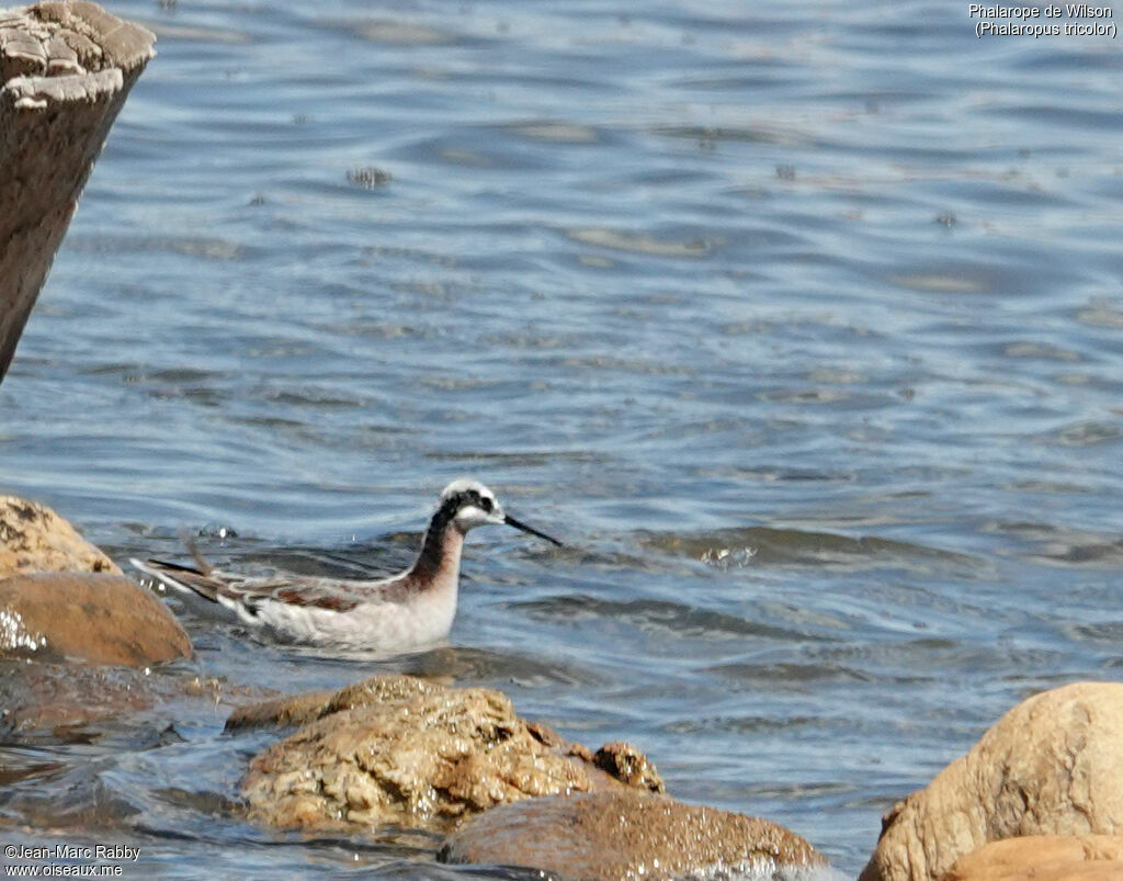 Wilson's Phalarope