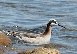 Wilson's Phalarope