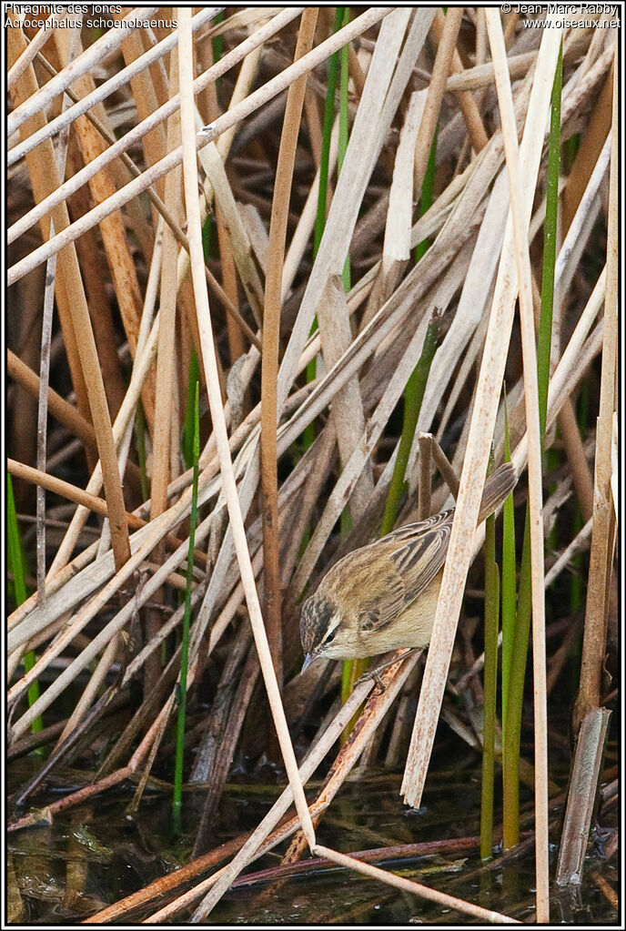 Sedge Warbler, identification