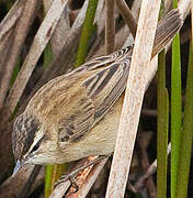 Sedge Warbler