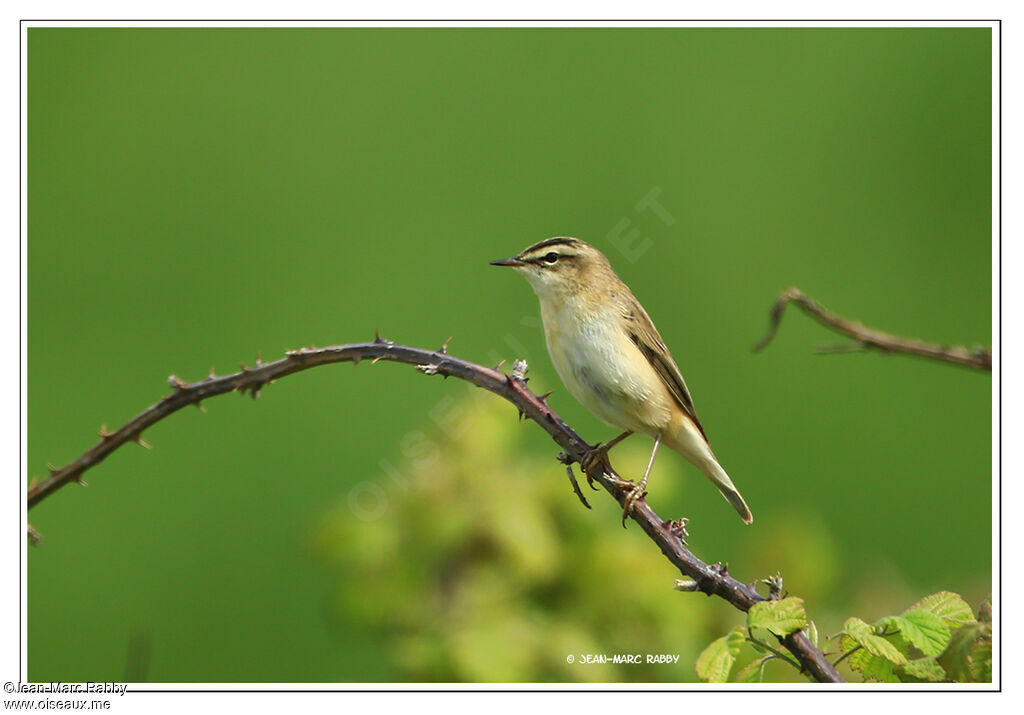 Sedge Warbler, identification