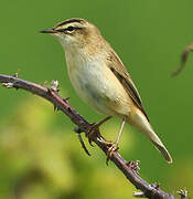 Sedge Warbler