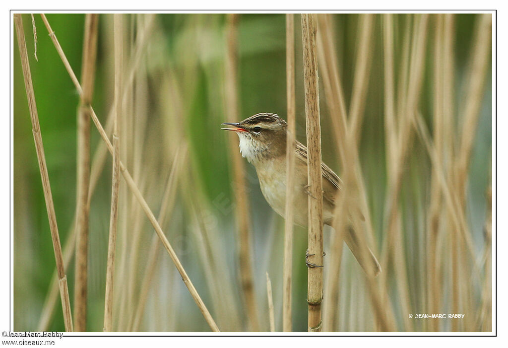 Sedge Warbler, identification