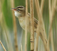 Sedge Warbler