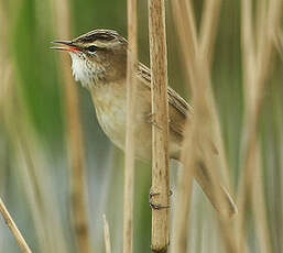 Phragmite des joncs