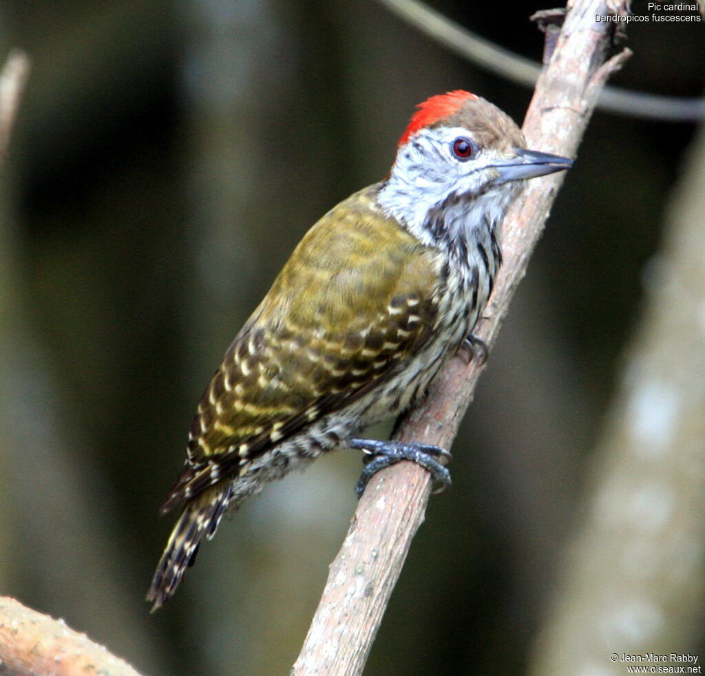 Cardinal Woodpecker