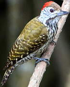 Cardinal Woodpecker