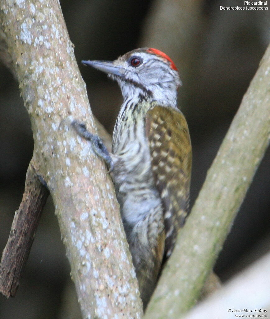 Cardinal Woodpecker