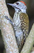 Cardinal Woodpecker