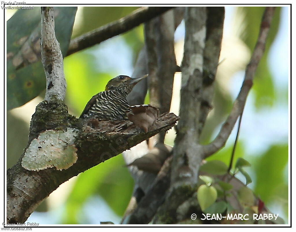 Golden-collared Woodpecker, identification