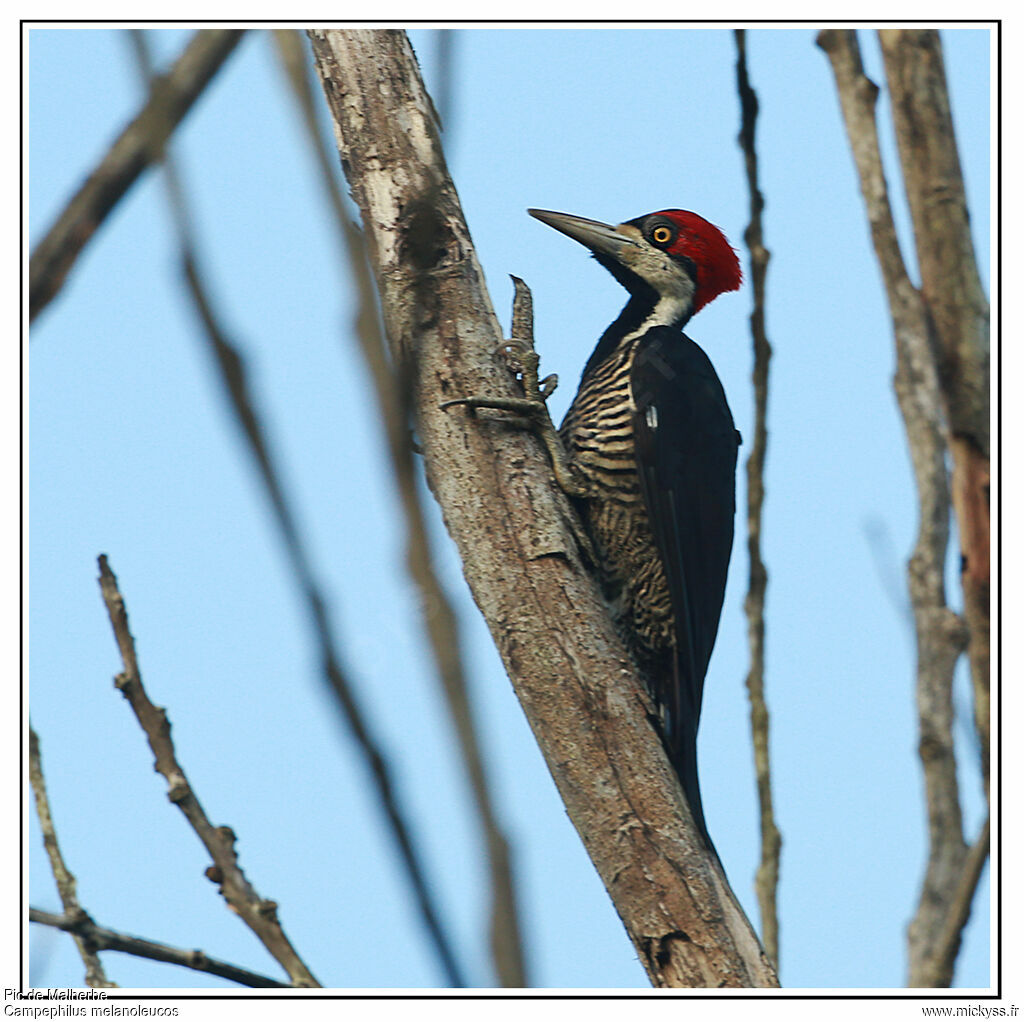 Crimson-crested Woodpecker, identification