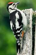 Great Spotted Woodpecker