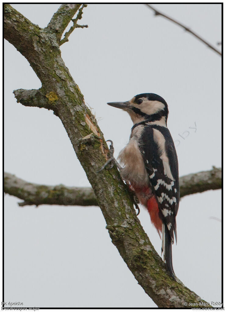 Great Spotted Woodpecker, identification