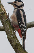 Great Spotted Woodpecker