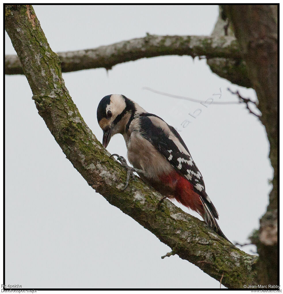 Great Spotted Woodpecker, identification