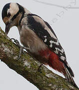 Great Spotted Woodpecker