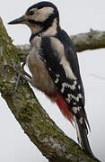 Great Spotted Woodpecker