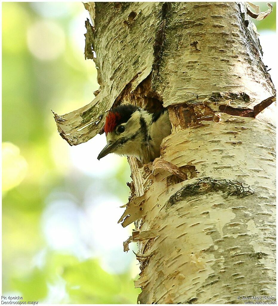 Great Spotted Woodpeckerjuvenile, identification