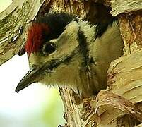 Great Spotted Woodpecker