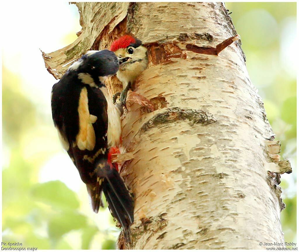 Great Spotted Woodpecker, identification, Behaviour