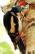 Great Spotted Woodpecker