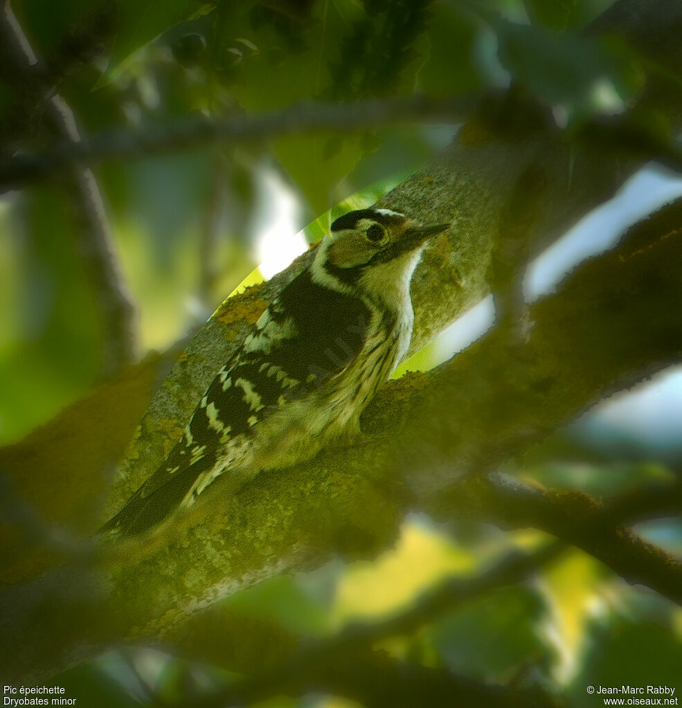 Lesser Spotted Woodpecker male, identification